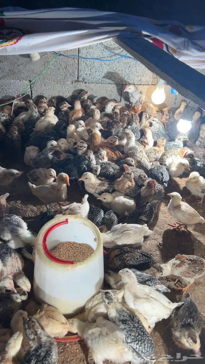 فروخ دجاج بلدي للبيع 5