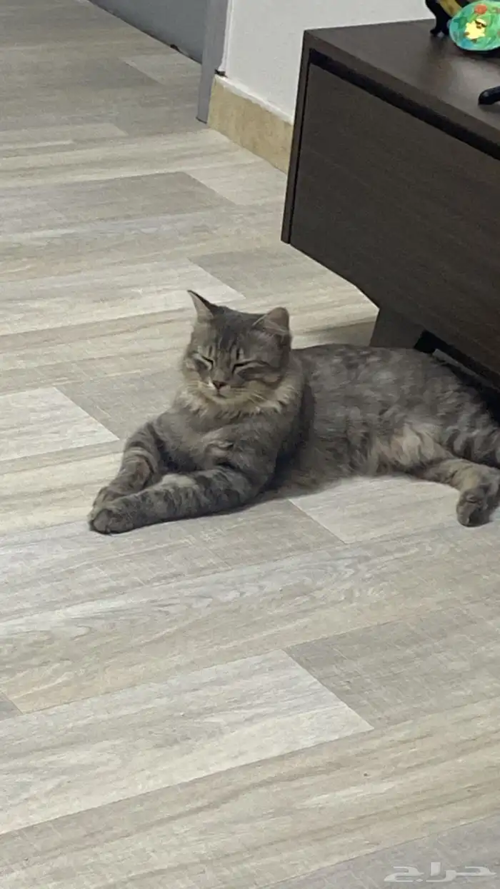 قط شيرازي للتبني - المجمعه 1