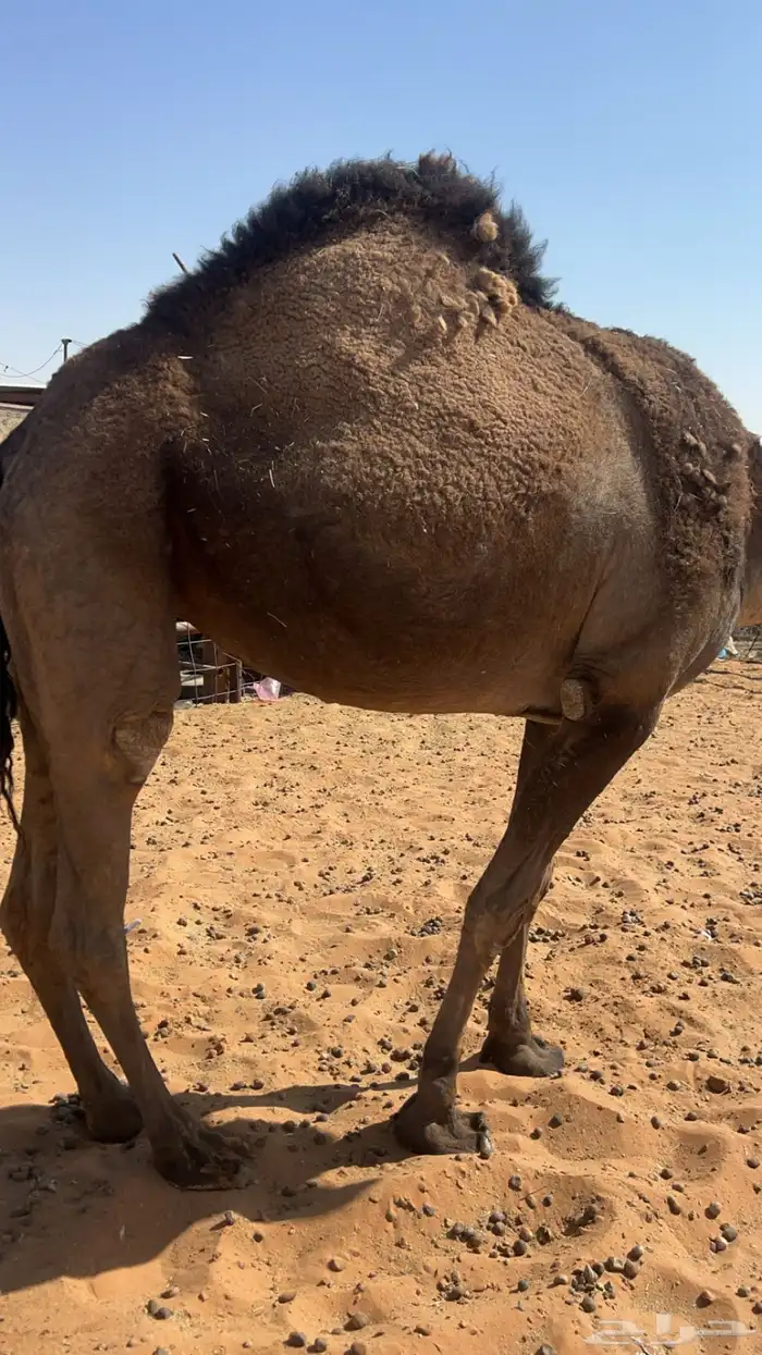 حايل رباع ماستالدت 2