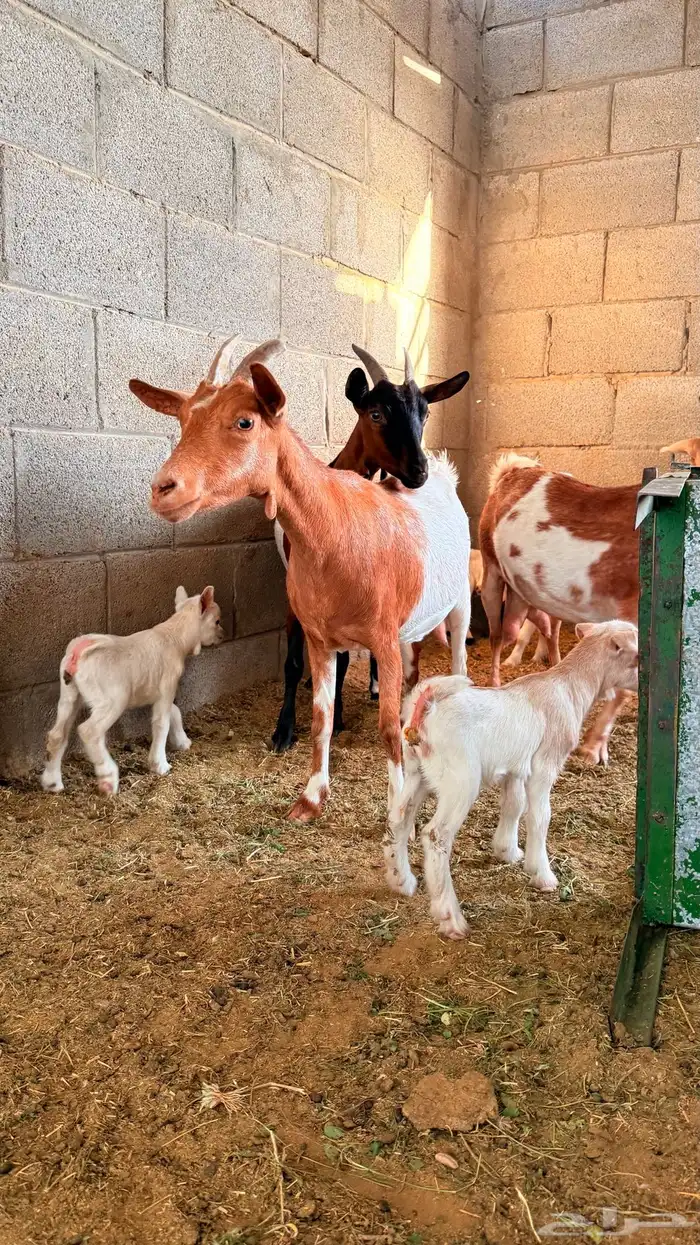 معزا قزميات تابع ودفيع 2