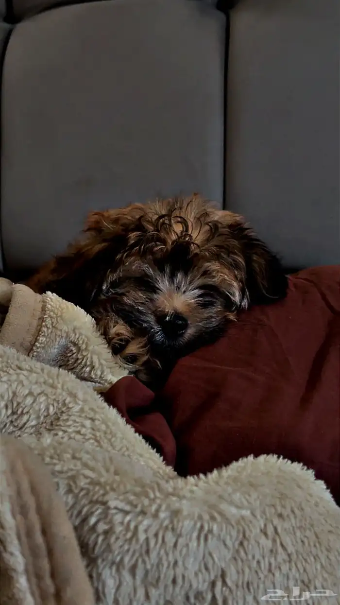 أنثى كلب للبيع 1