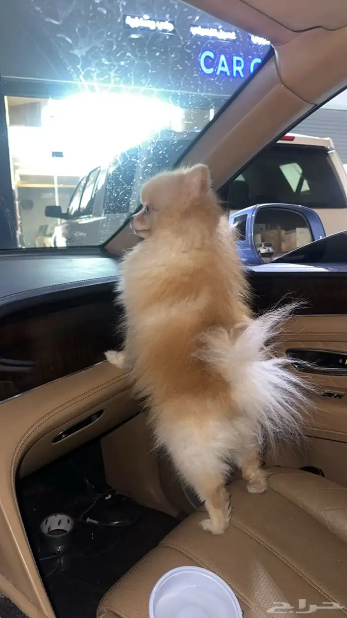 كلب بوميرينيان عمره سنه ونص معه كل اوراقه وتطعيم 1