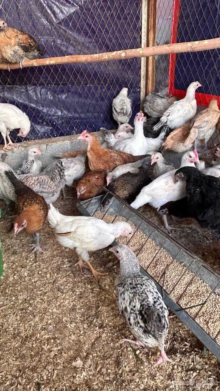 دجاج للبيع 1