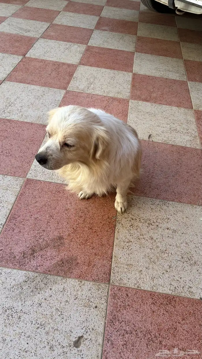 كلاب اليفه هجين 3