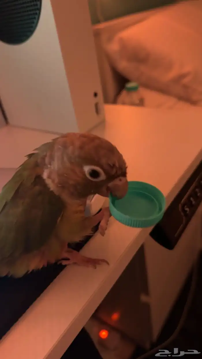 للبيع عصفور كنيور اليف جدا ولعوب وصحته ممتازه 6