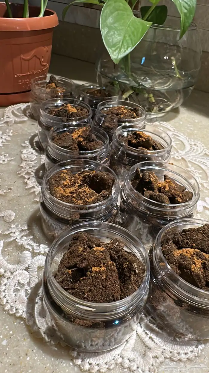 بخور حساوي 1