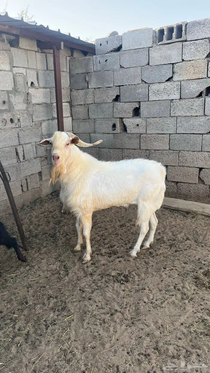 تيس فحل مشروط 0