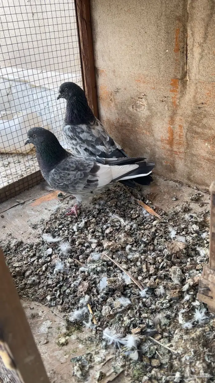 زوج باكستاني تب انتاجه عمالقه 0