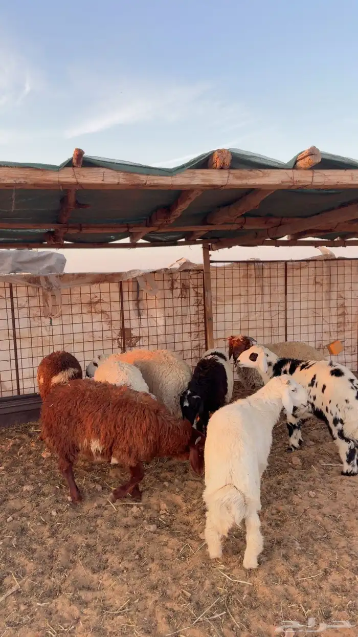 خرفان العدد 8 0