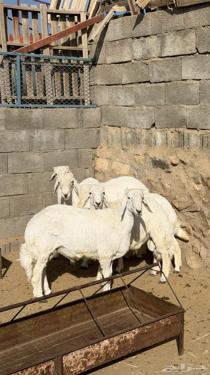 خرفان ذبايح للبيع 2
