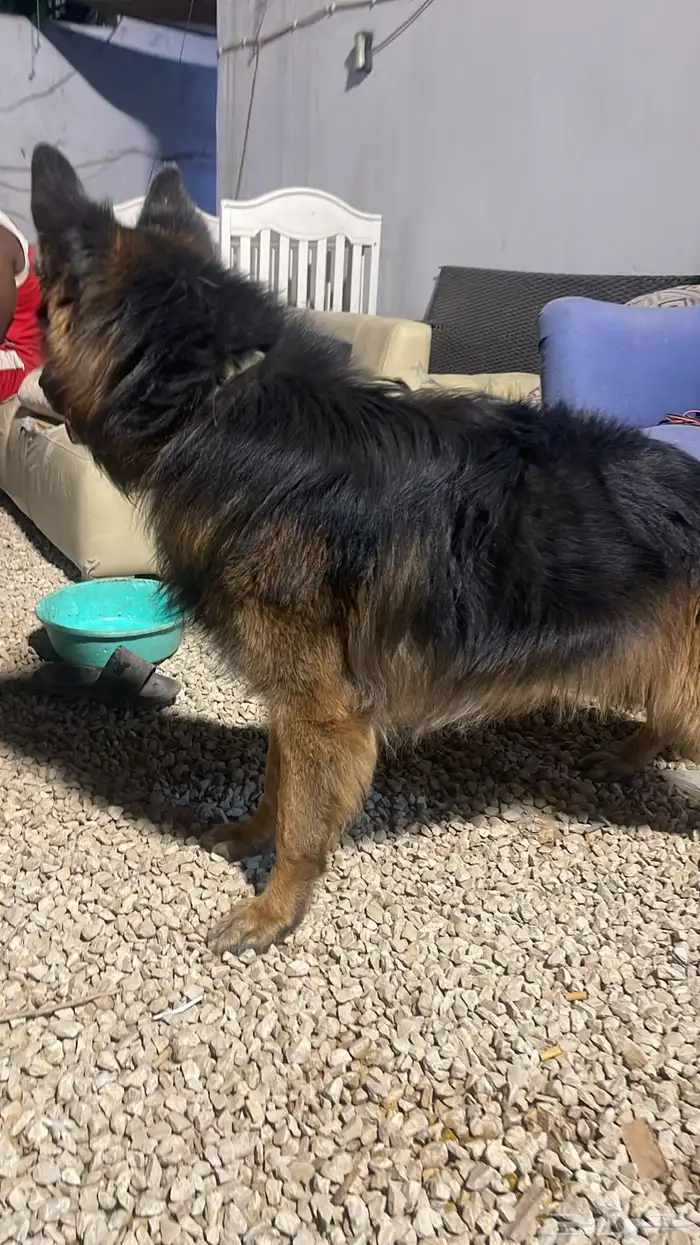 ذكر جيرمن شيبرد شولين دبل كوت 1