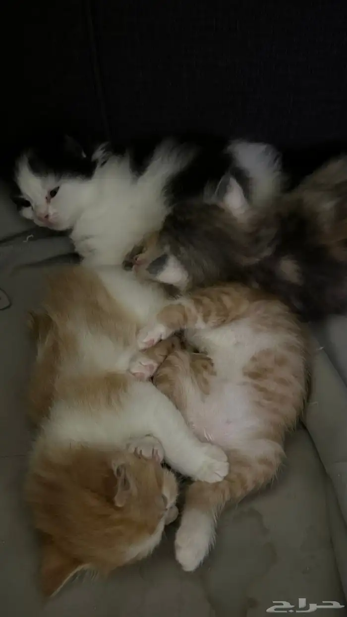 قطه واولادها لتبني 7