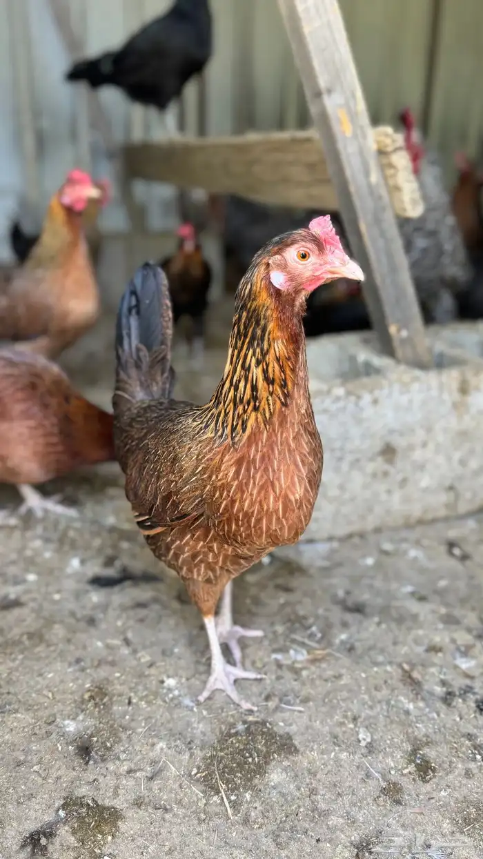 دجاج عربي وفيومي 4