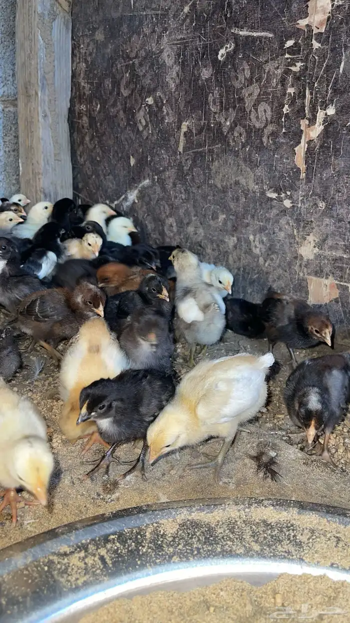 صيصان بلدي صوص دجاج 1