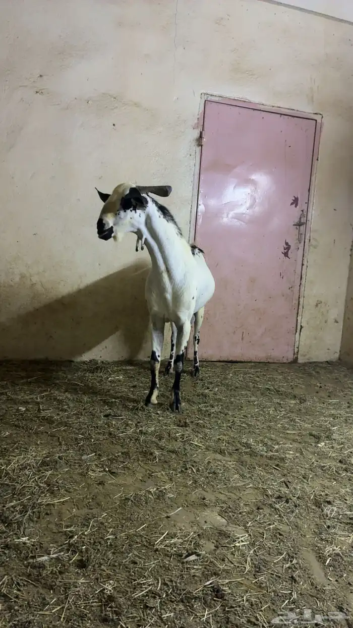 تيس بيشي صنف 4