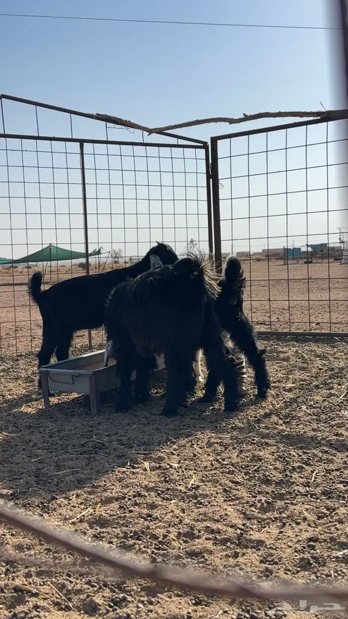 للبيع تيس وا ثلاث جفرات 1