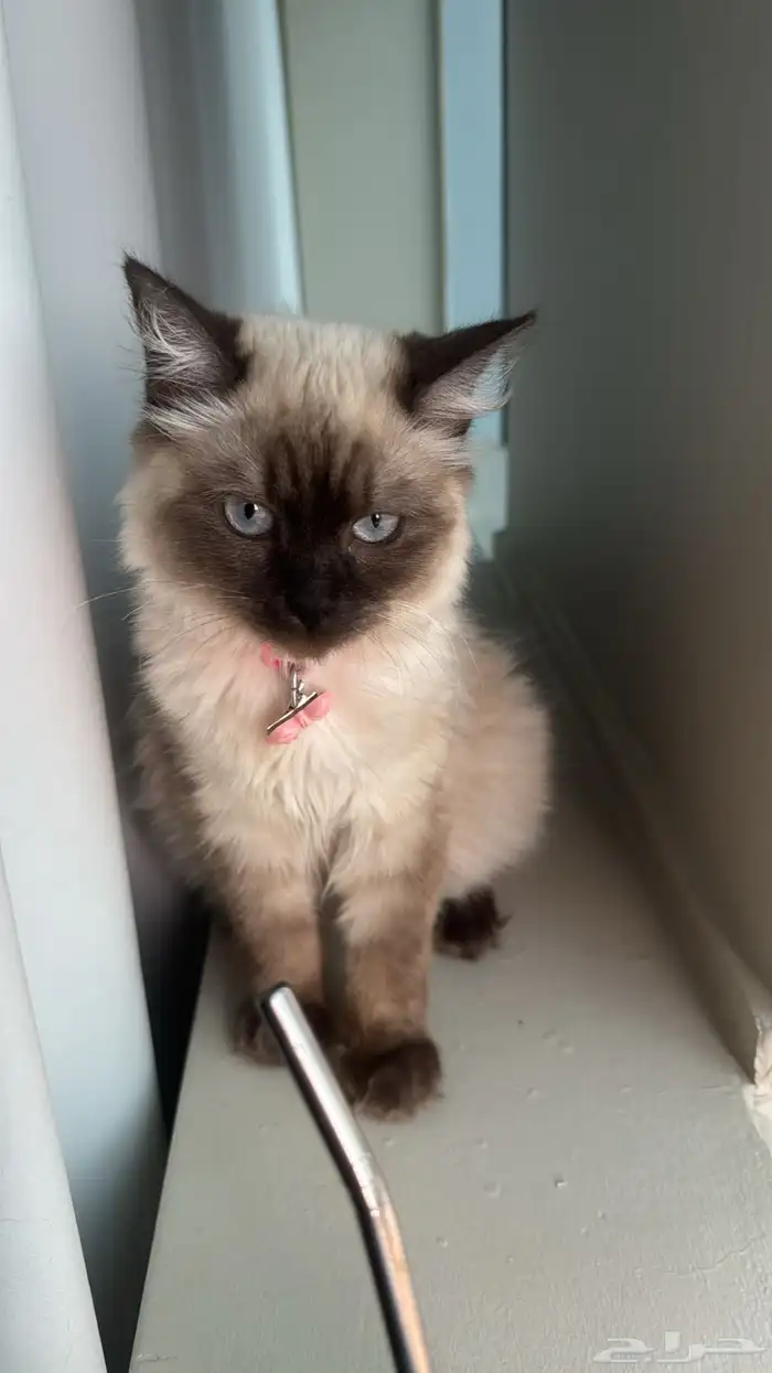 قطة هملايا للتبني 3