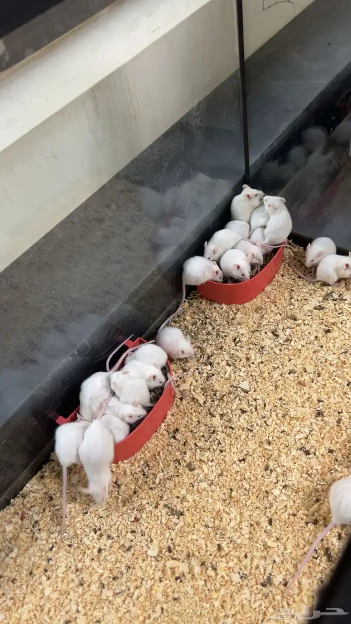 فيران فئران تجارب للبيع 0