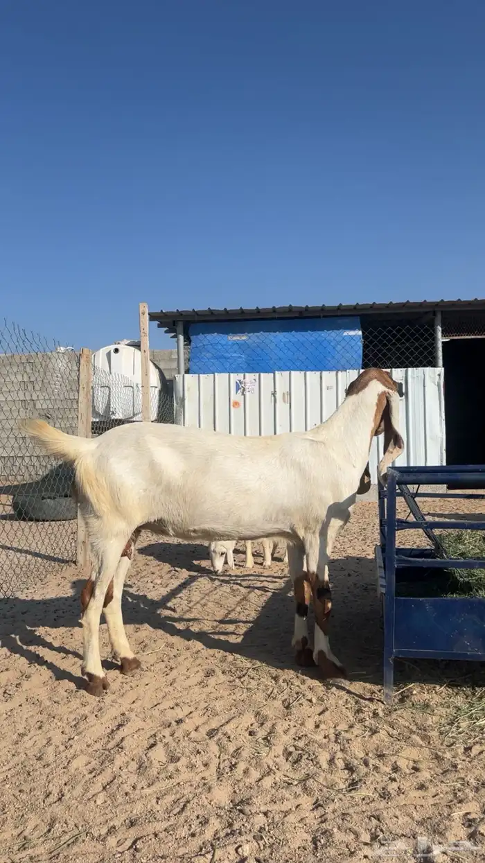 معزا العدد ثنين 0