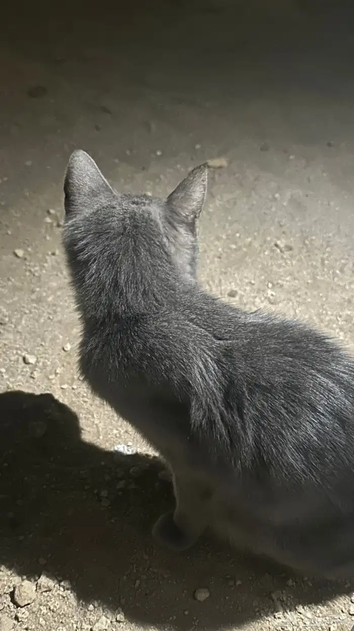 قط  انثى لتبني 1