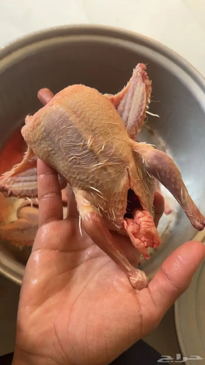 فروخ حمام للبيع طيبات عل 27 مذبوح وحي عل 25 ريال فرنسي سلفر 8