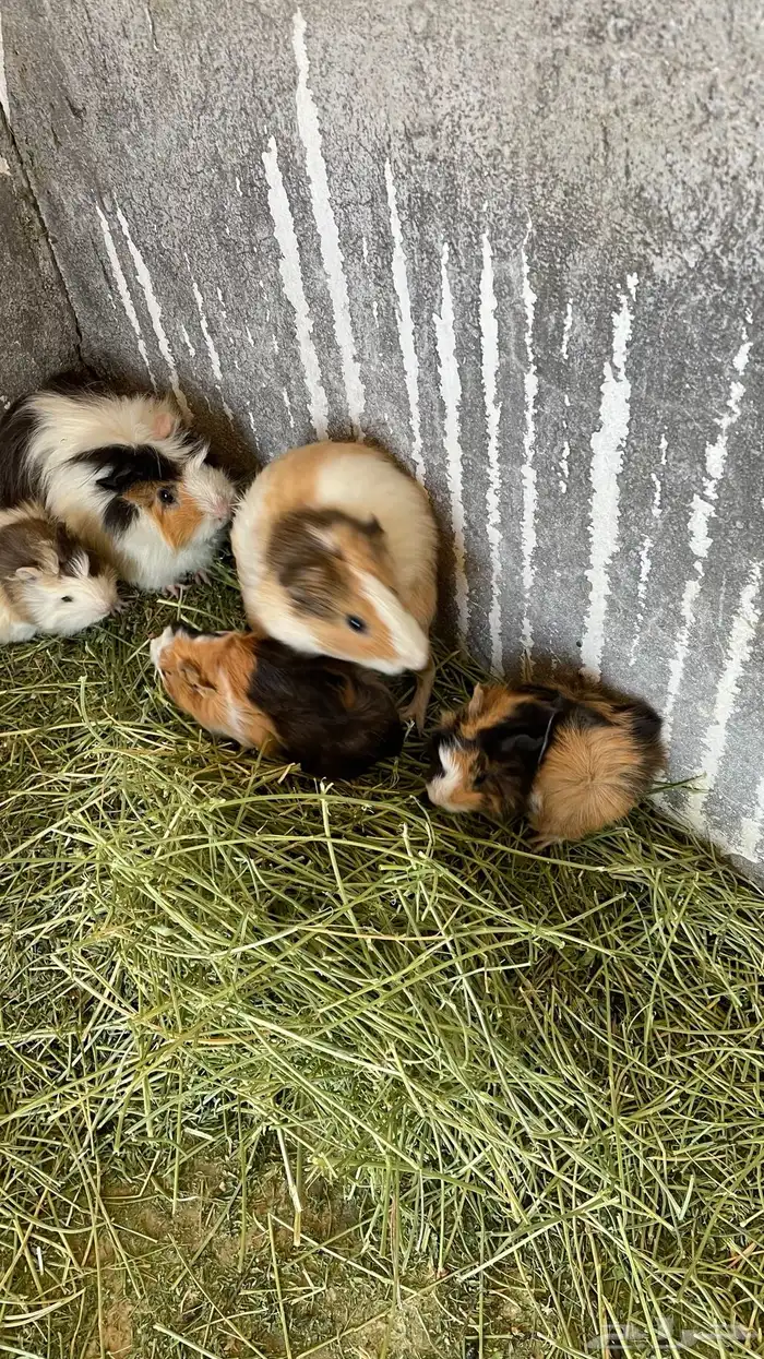 وبران بلدي و أمريكي 5