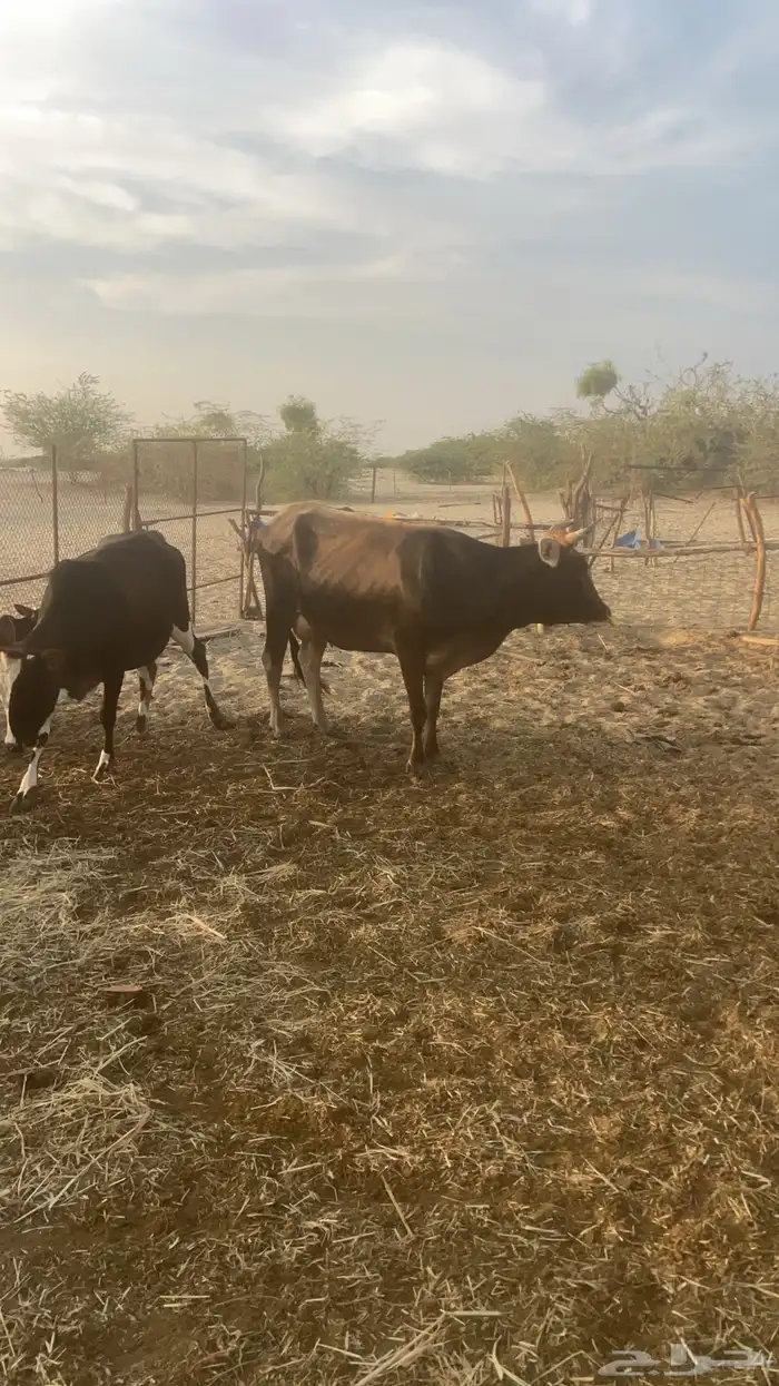 بقره للبيع 3