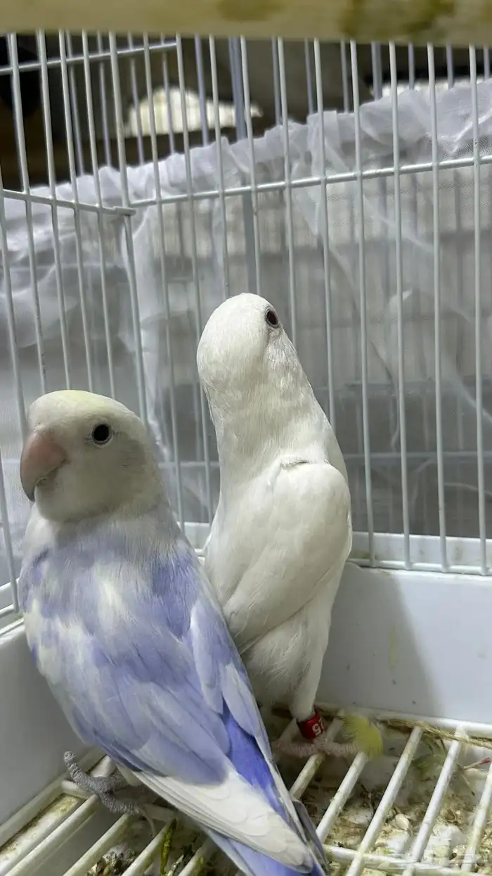 جوز روز منتج 2