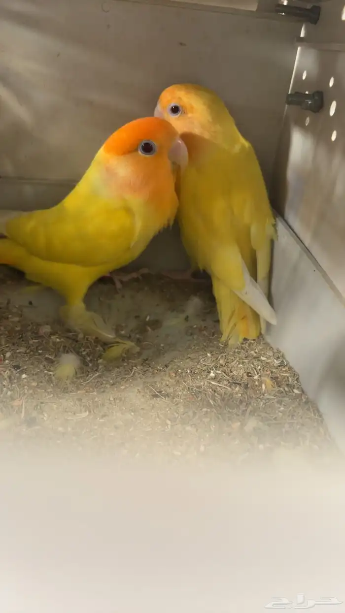 طيور روز للبيع اورنج جوز محلل جاهز 2