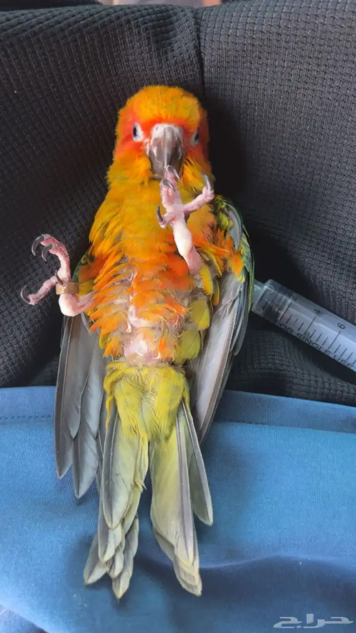 فرخ صن كنيور مجنون غر 12