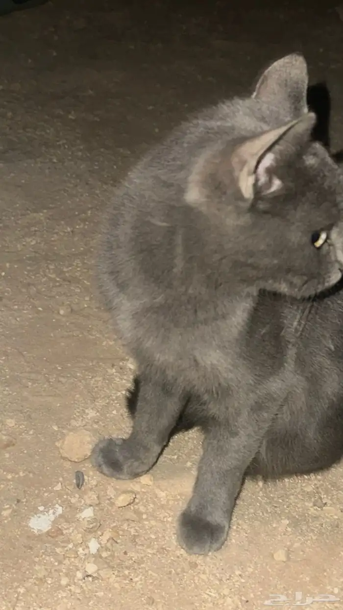 قط  انثى لتبني 3