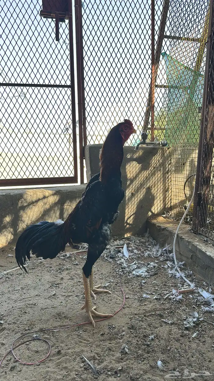 شامو ياباني 3