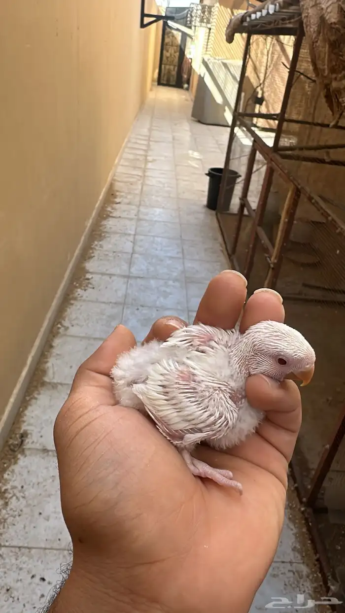 فروخ روز آلبينو صافي 1