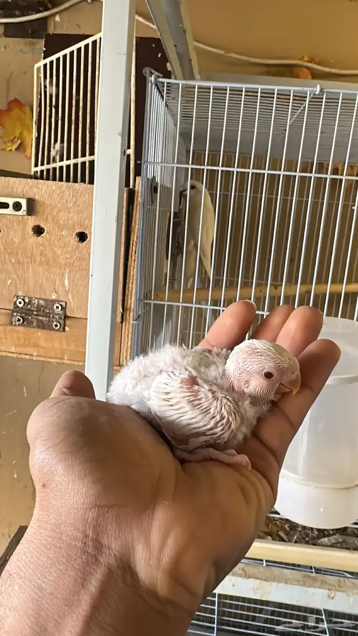 فروخ روز آلبينو صافي 0