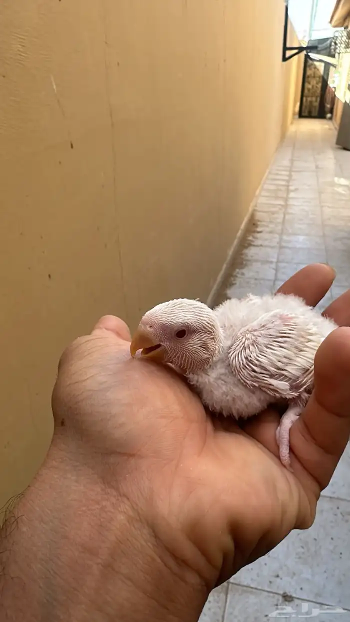 فروخ روز آلبينو صافي 2