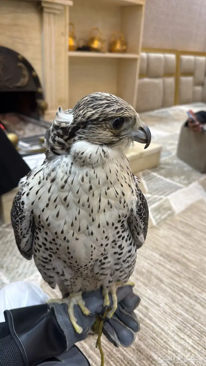 جير شاهين العمر 5 5