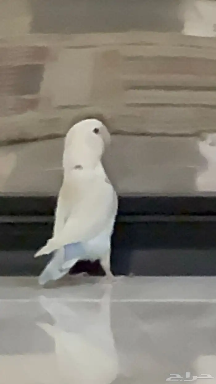 عصفورتي ضايعه 2