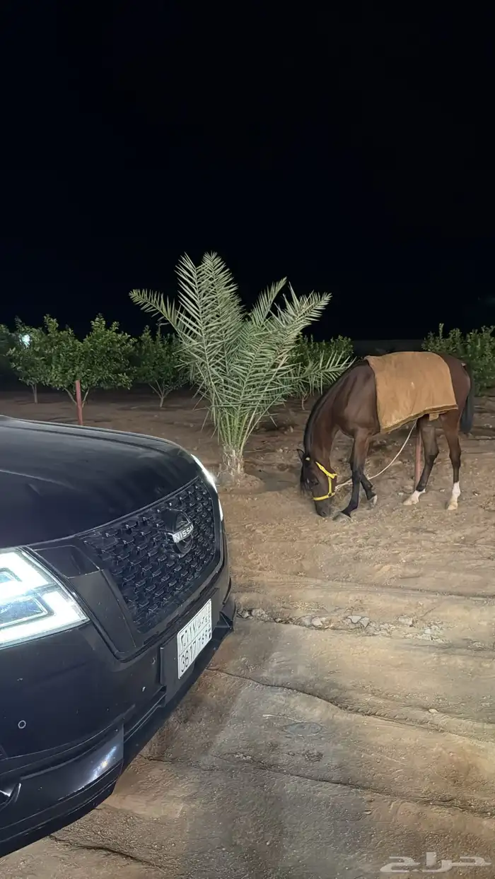 مهره شعبيه فاخره ماشاءالله 1