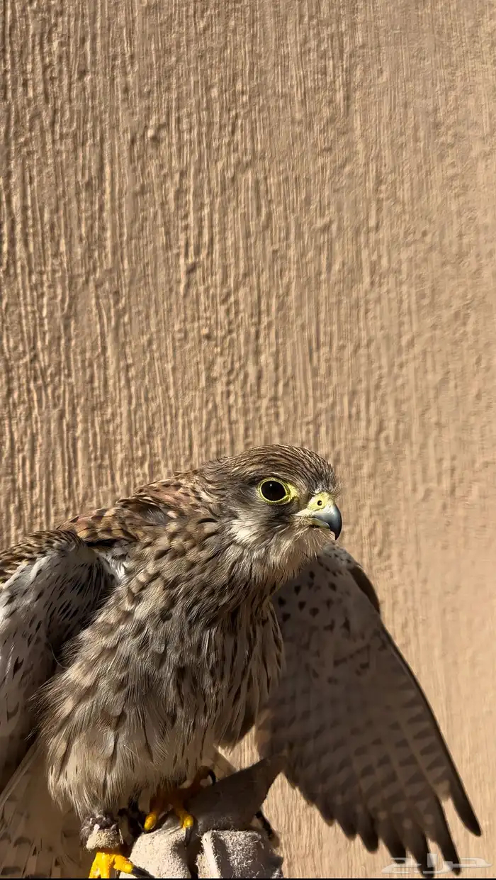 باشق للبيع 3