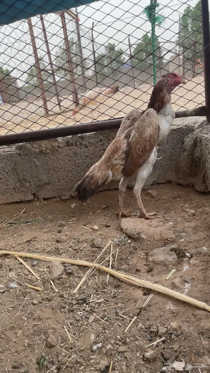 شامو ياباني 0