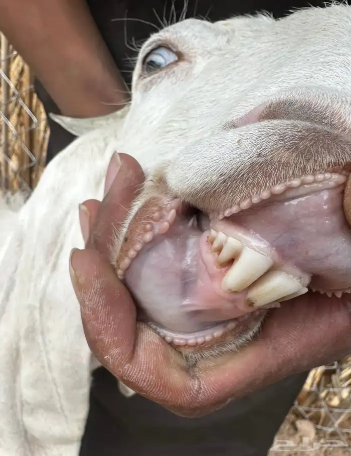 عنز ثنيه برصا 0