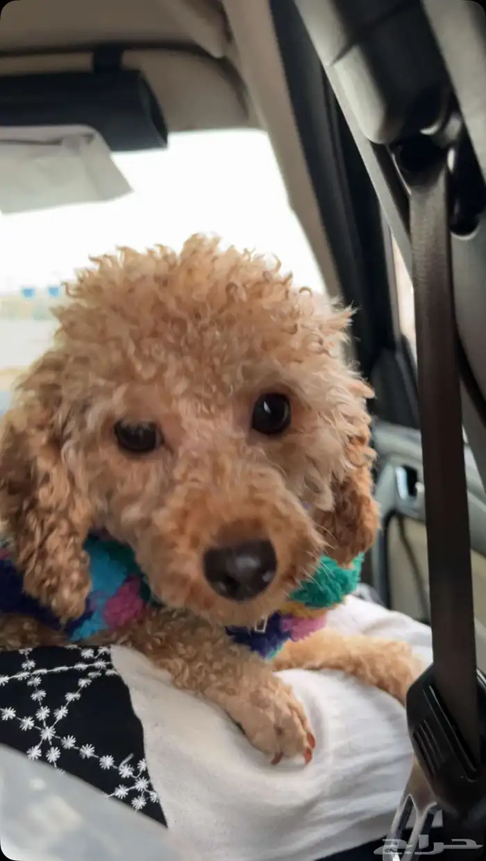 انثى ميني بودل بيور للتزاوج 2