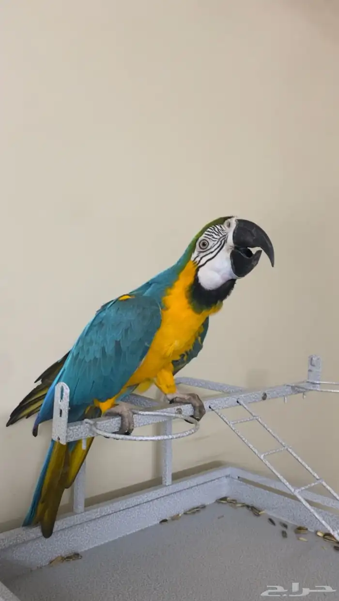 ببغاء مكاو اليف 1