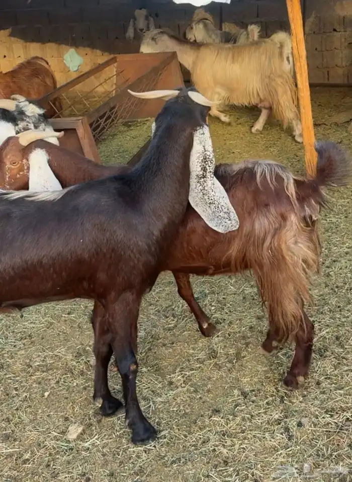 جفار ومعزا مصريات هجين شامي بفحولها مراح 26