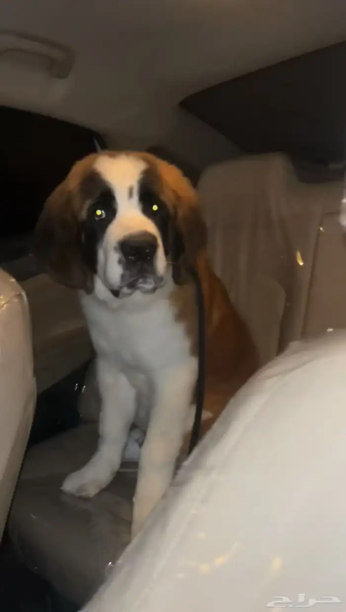 من فصيلت السانت برنادر النادر 0