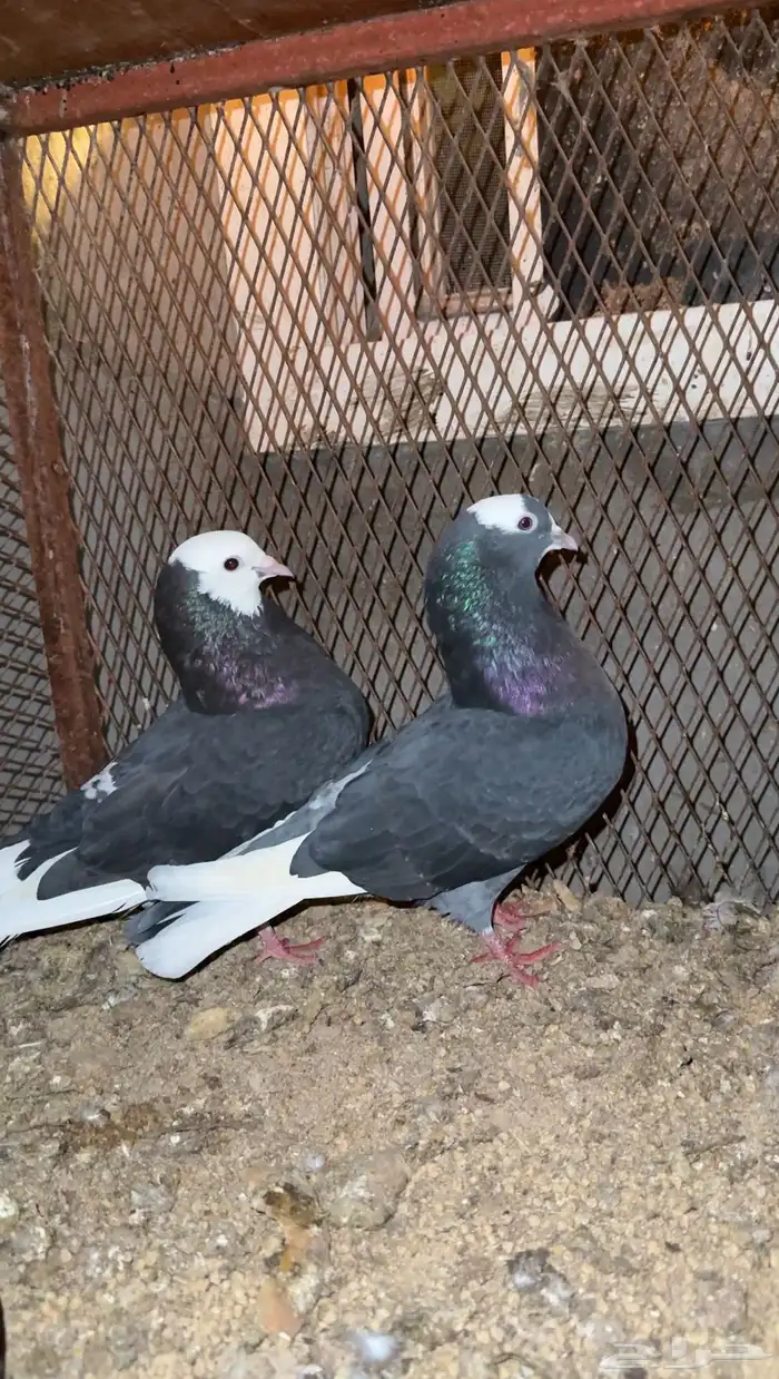 جوز حمام هزاز مستوى راقي 0