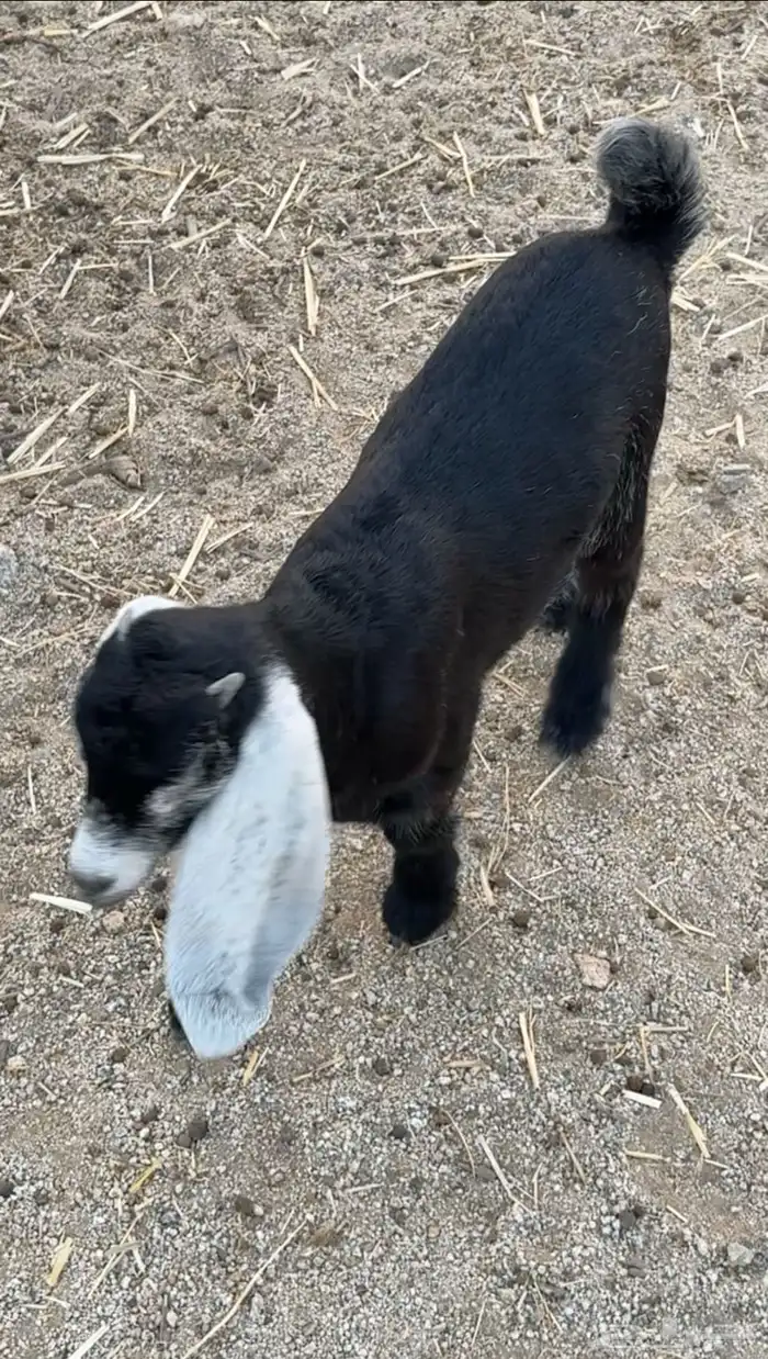 معزا عوارض 1