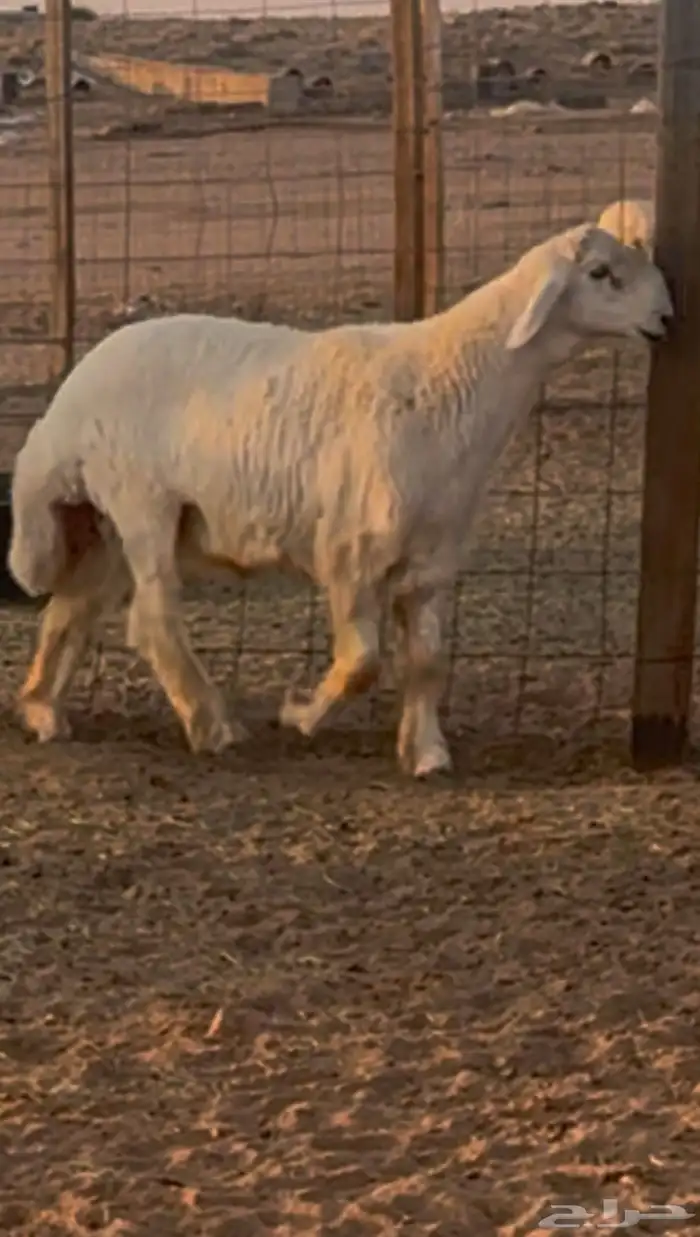 جذع مشروع فحل صنف 1