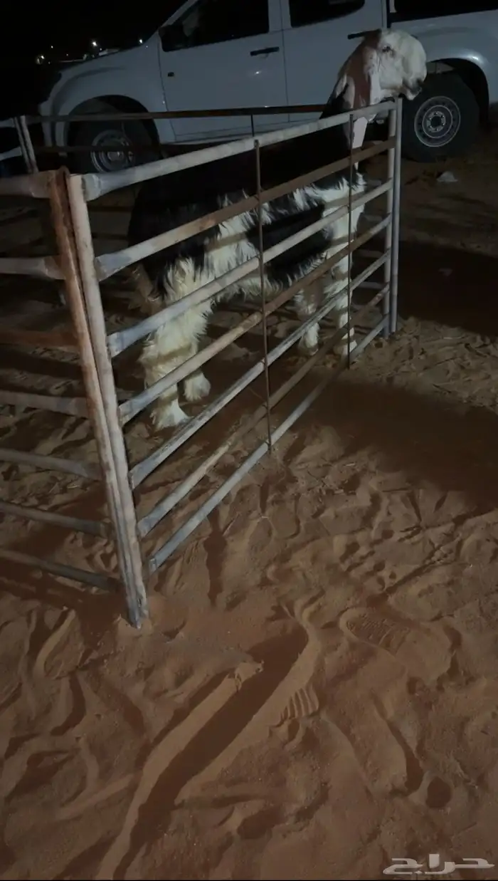 طلي مشروع فحل كفو معرف العمر 6شهور 1