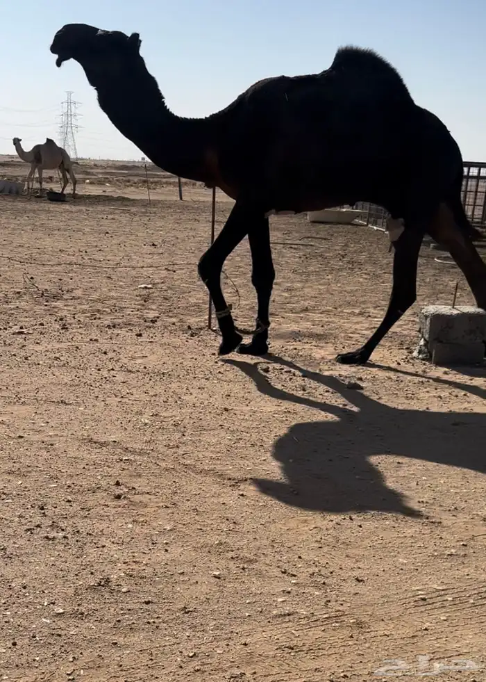 قعود لقي مجهم 1